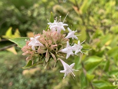 Abelia chinensis