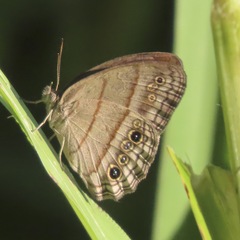 Hermeuptychia hermes