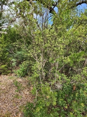 Forestiera reticulata