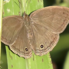 Euptychiina