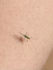 Macrosiphum euphorbiae