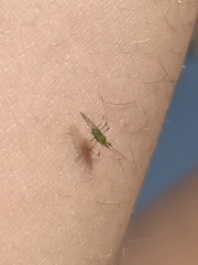 Macrosiphum euphorbiae