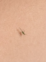 Macrosiphum euphorbiae