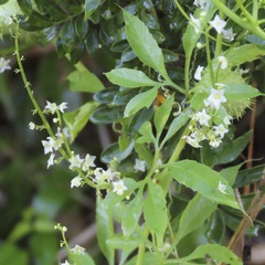 Cyclanthera