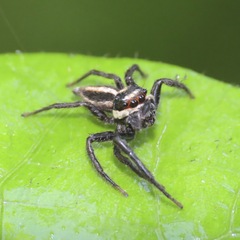 Leptofreya ambigua