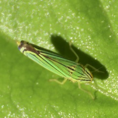 Sibovia