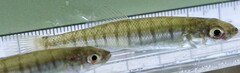Fundulus waccamensis