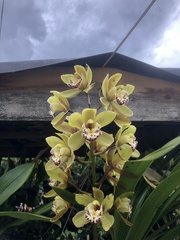 Cymbidium