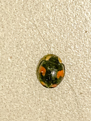 Harmonia axyridis