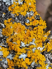 Xanthomendoza