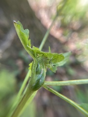 Asphondylia eupatorii