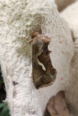 Macdunnoughia confusa