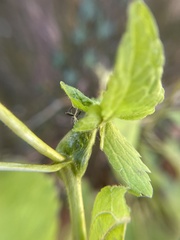 Asphondylia eupatorii