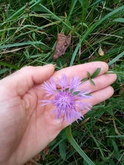 Centaurea jacea