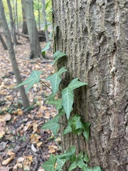 Hedera helix