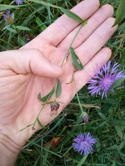 Centaurea jacea