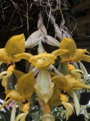 Stanhopea