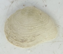 Cumingia