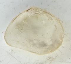 Cumingia