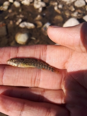 Etheostoma caeruleum