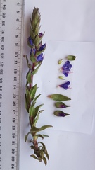 Lobostemon argenteus