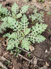 Parthenium confertum