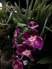 Miltoniopsis