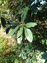 Photinia serratifolia