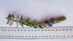 Lobostemon argenteus