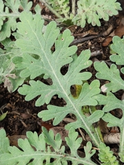 Parthenium confertum