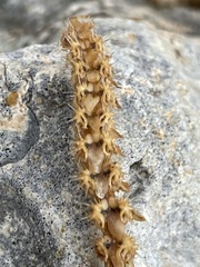 Valantia hispida
