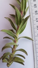 Lobostemon argenteus