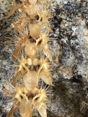 Valantia hispida
