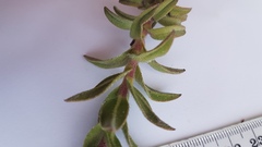 Lobostemon argenteus
