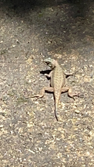 Tropidurus