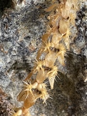 Valantia hispida