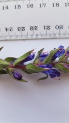 Lobostemon argenteus