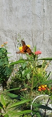 Danaus plexippus image