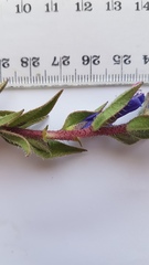 Lobostemon argenteus