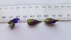 Lobostemon argenteus