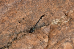 Erpetogomphus lampropeltis