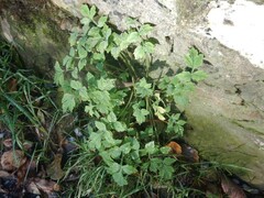 Papaver cambricum