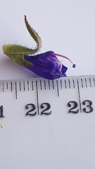 Lobostemon argenteus