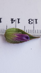 Lobostemon argenteus