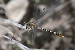 Erpetogomphus lampropeltis