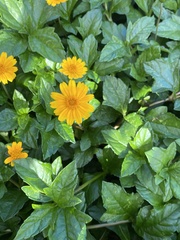 Sphagneticola trilobata