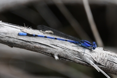 Argia extranea