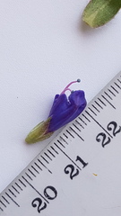 Lobostemon argenteus