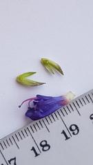 Lobostemon argenteus