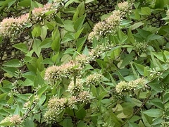 Abelia chinensis